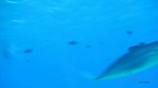 Busty latina Cassidy Banks erotica XXX