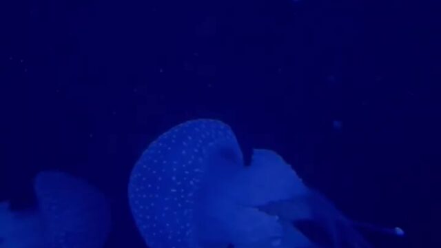 hussy sucking fit Giulia Rosa Leaked Onlyfans