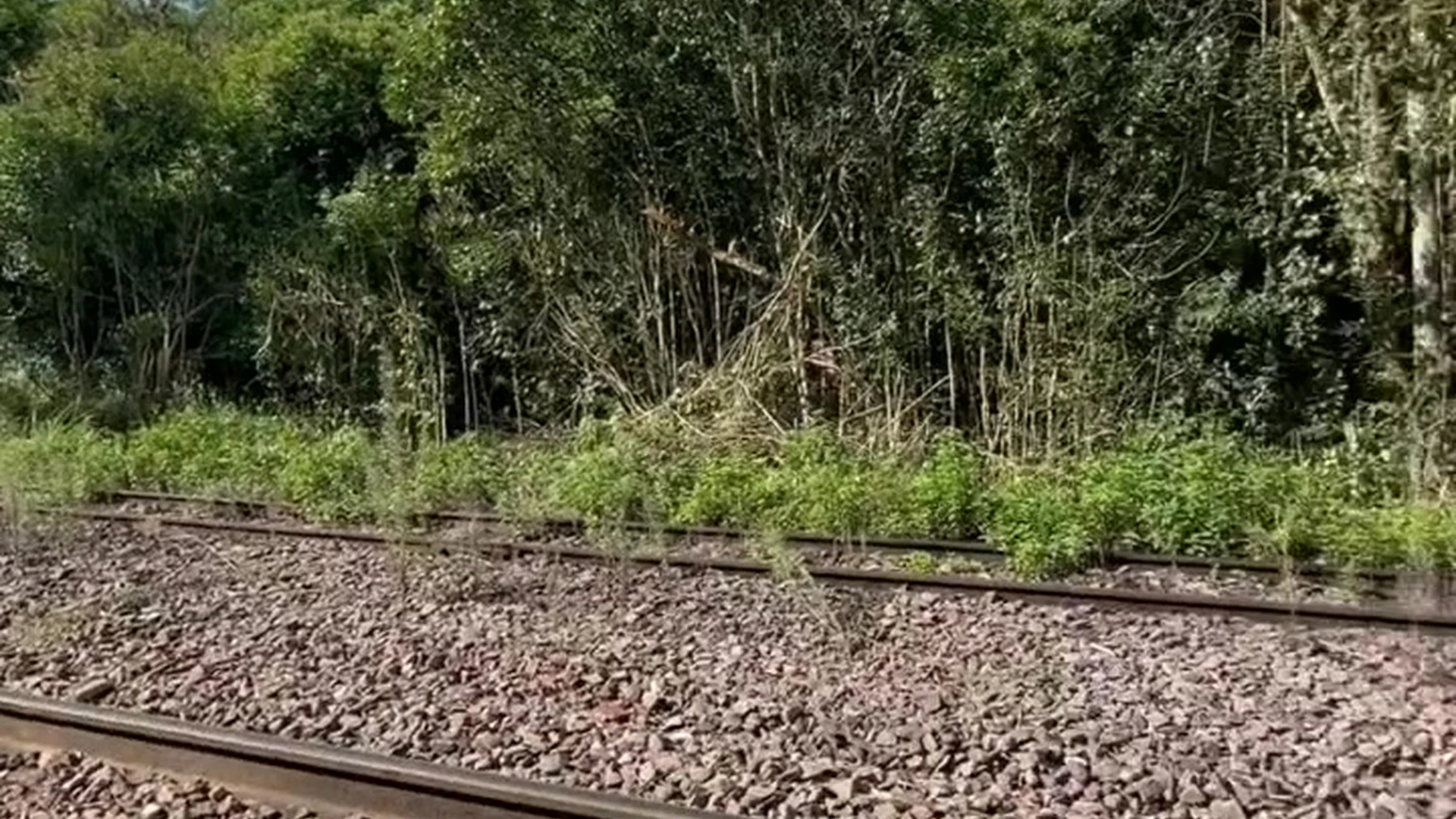 curvy Ana Schultz Fansly leaks full vid