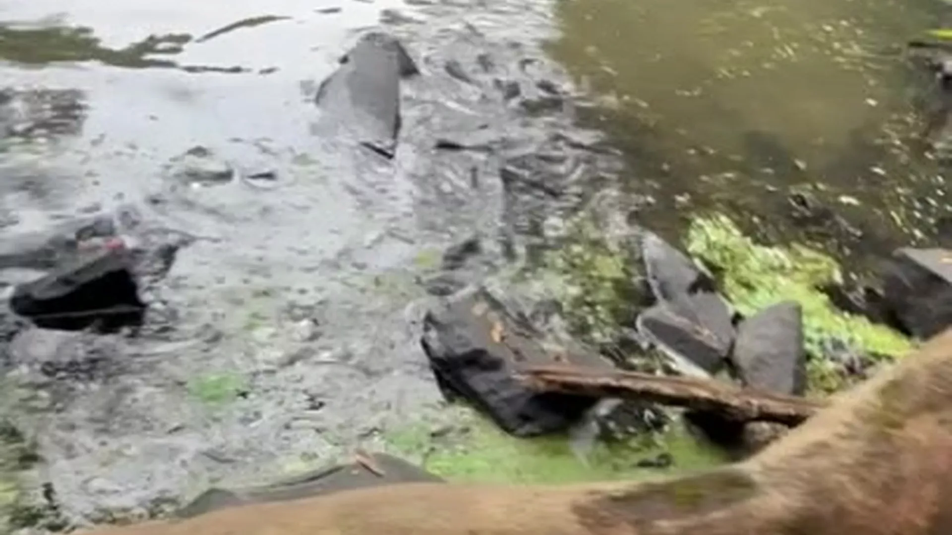 kinky Dripping babe Ana Schultz Nudes leak